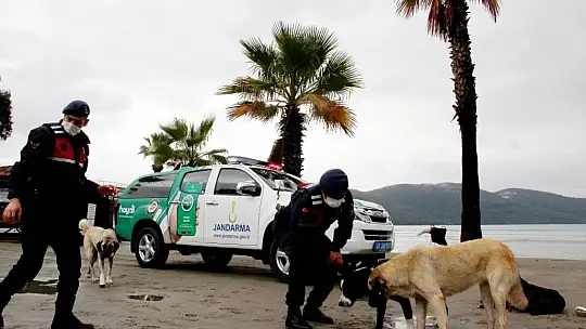 Kedi ve köpeklere mikroçip