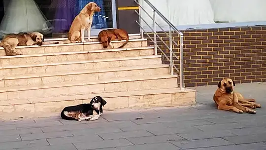 Kedi ve köpeklere mikroçip