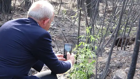 Kılıçdaroğlu Marmaris'te evleri yanan aileyi ziyaret etti, yeşillenen bir ağacın fotoğrafını çekti