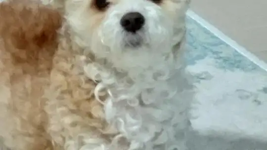 Köpeğinin mezarını tahrip edenler hakkında suç duyurusunda bulundu