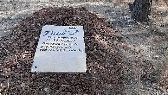 Köpeğinin mezarını tahrip edenler hakkında suç duyurusunda bulundu