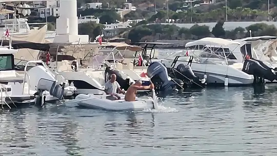 Köpek balığının yardımına koştular