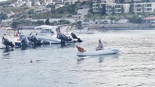 Köpek balığının yardımına koştular