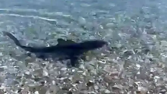 KORUMA ALTINDAKİ KÖPEKBALIĞI, KIYIYA YAKIN GÖRÜNTÜLENDİ