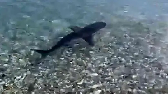 KORUMA ALTINDAKİ KÖPEKBALIĞI, KIYIYA YAKIN GÖRÜNTÜLENDİ