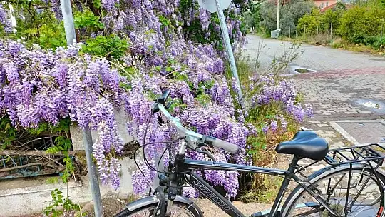 Köyceğiz bahar renklerine büründü
