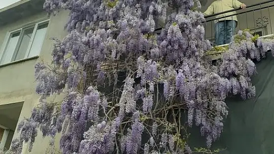 Köyceğiz bahar renklerine büründü