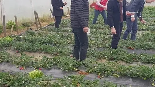 Köyceğiz'de alabalık ve çilek üretim alanlarında incelemelerde bulunuldu