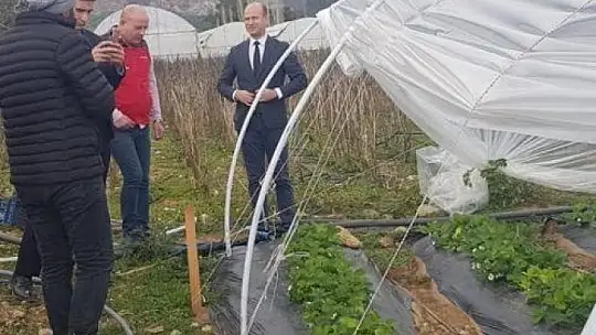 Köyceğiz'de alabalık ve çilek üretim alanlarında incelemelerde bulunuldu