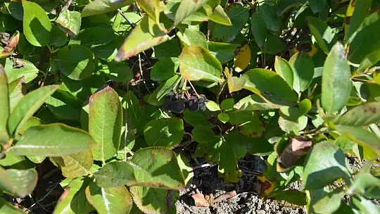 KÖYCEĞİZ'DE ARONYA HASADI GERÇEKLEŞTİ