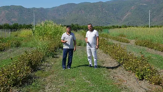 KÖYCEĞİZ'DE ARONYA HASADI GERÇEKLEŞTİ