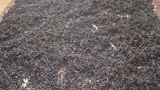 KÖYCEĞİZ'DE ARONYA HASADI GERÇEKLEŞTİ