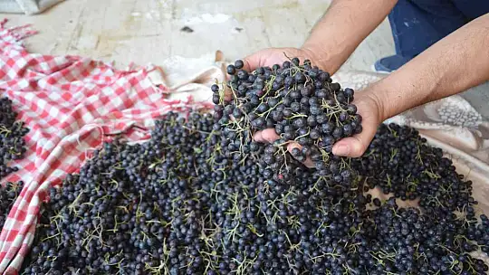 KÖYCEĞİZ'DE ARONYA HASADI GERÇEKLEŞTİ