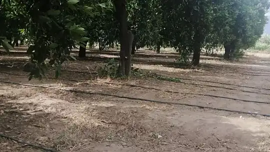 Köyceğiz'de imeceyle okulun meyve bahçesinin sulama sorunu çözüldü