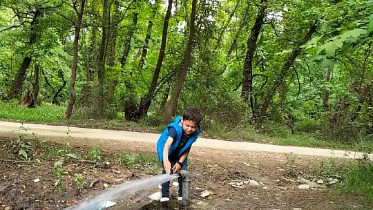 Köyceğiz'de sığla ağaçları yeşile büründü