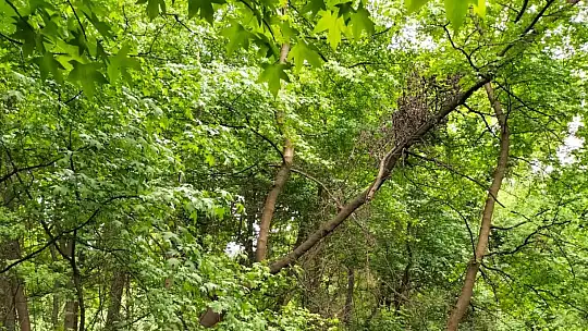 Köyceğiz'de sığla ağaçları yeşile büründü