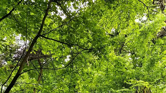 Köyceğiz'de sığla ağaçları yeşile büründü