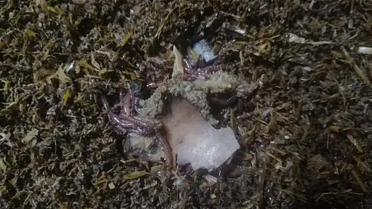 Köyceğiz'de solucan gübresi üretimi için araştırma