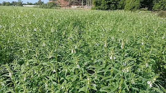 Köyceğiz'de susam üretimi projesi devam ediyor