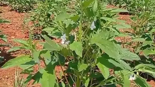 Köyceğiz'de susam üretimi projesi devam ediyor