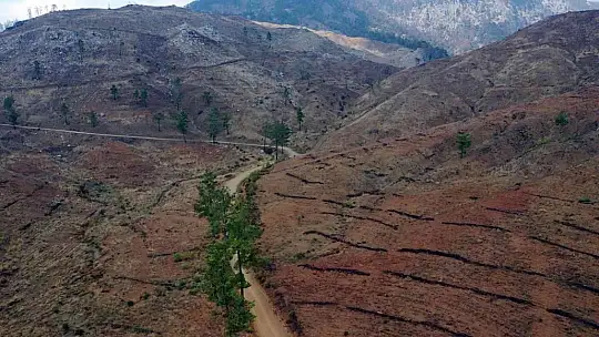 Köyceğiz'de yanan ormanlarda yaralar sarılıyor