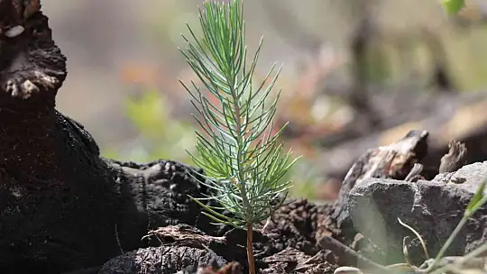 Köyceğiz'de yanan ormanlarda yaralar sarılıyor