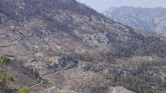 Köyceğiz'de yanan ormanlarda yaralar sarılıyor