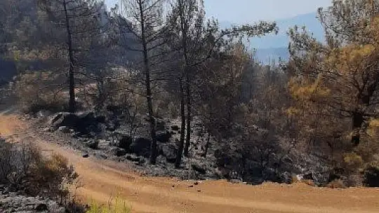 Köyceğiz'deki orman yangını devam ediyor