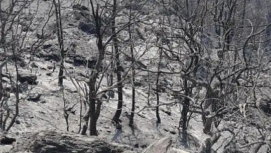 Köyceğiz'deki orman yangını devam ediyor