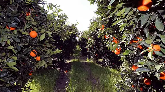 Köyceğiz Portakalı Coğrafi işaretini aldı