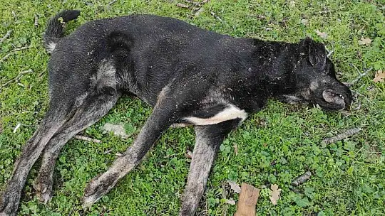 Koyunlarını ölü görünce köpekleri kafalarından vurarak öldürdü