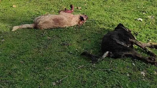 Koyunlarını ölü görünce köpekleri kafalarından vurarak öldürdü