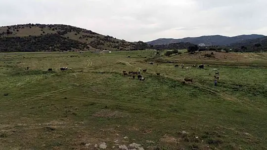 Küdür Yarımadasında mera ıslah proje çalışması