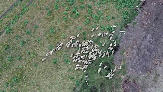 Küdür Yarımadasında mera ıslah proje çalışması