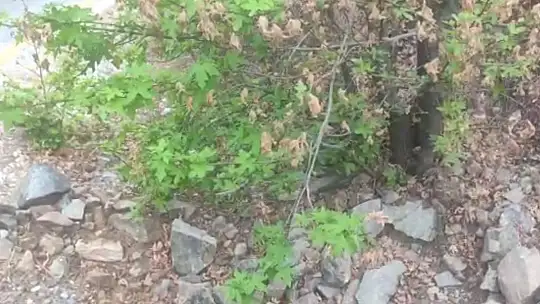 Küllerinden doğan ağaç, doğanın gücünü gözler önüne serdi