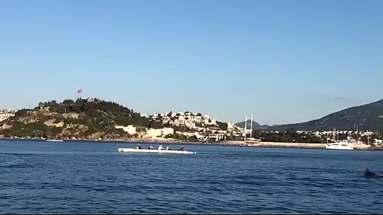 Kürekçilere yunus sürprizi