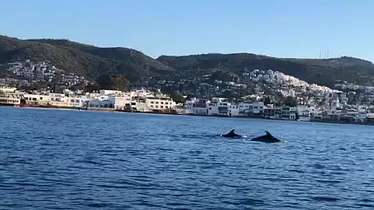 Kürekçilere yunus sürprizi