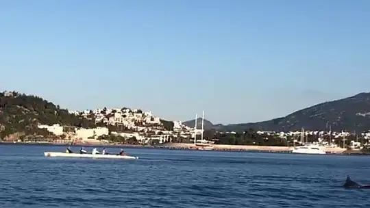 Kürekçilere yunus sürprizi