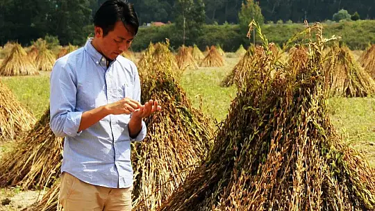 Küresel iklim Altın Susam'ı da vurdu