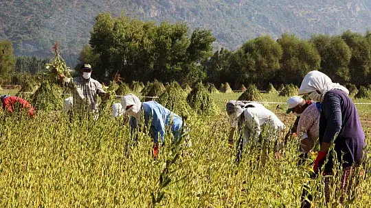 Küresel iklim Altın Susam'ı da vurdu
