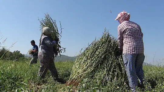 Küresel iklim Altın Susam'ı da vurdu