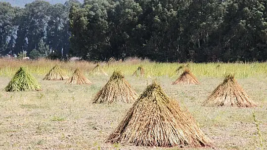 Küresel iklim Altın Susam'ı da vurdu