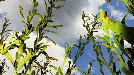 Küresel iklim Altın Susam'ı da vurdu