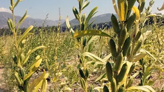 Küresel iklim Altın Susam'ı da vurdu