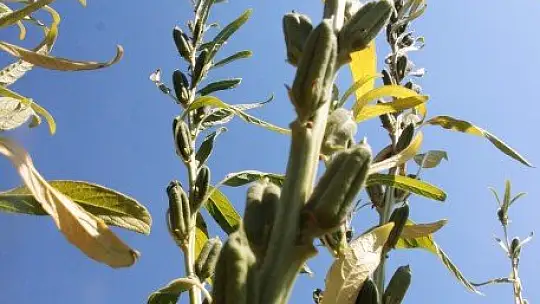 Küresel iklim Altın Susam'ı da vurdu