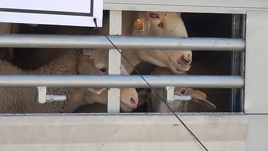 Kütahyalılardan yangın mağduru Muğla'ya hayvan desteği