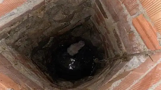 Kuyuya düşen buzağıyı kurtarmak için seferber oldular