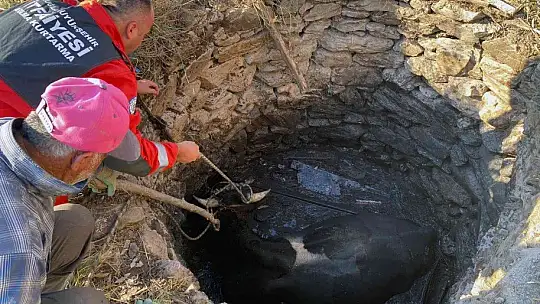 Kuyuya düşen inek kurtarıldı
