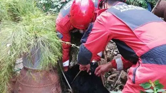 Kuyuya düşen köpeği itfaiye kurtardı