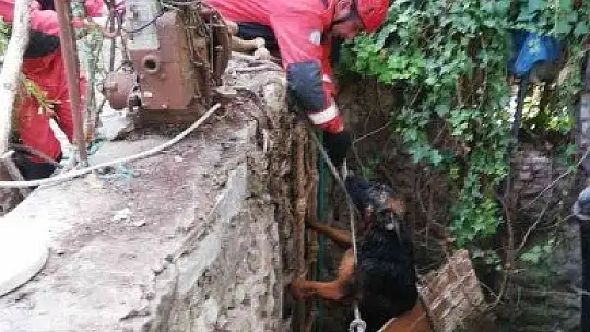 Kuyuya düşen köpeği itfaiye kurtardı